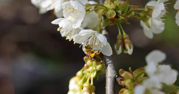 Honungsbi Pollinerande Blomma Våren Närbild — Stockfoto