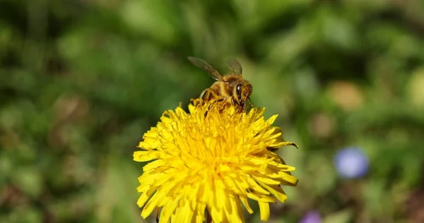 Méz Méh Beporzó Virág Tavaszi Közelkép — Stock Fotó