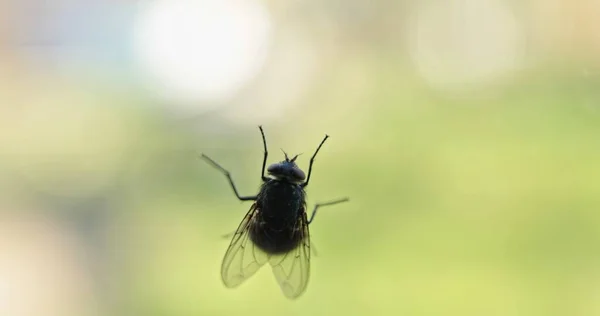 Housefly Sur Fond Transparent Close — Photo