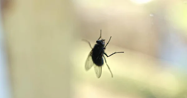 Housefly Πάνω Από Διαφανές Φόντο Κοντά — Φωτογραφία Αρχείου