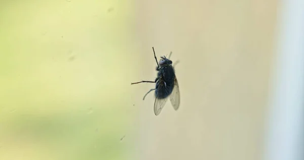 Housefly Transparent Background Close — стоковое фото