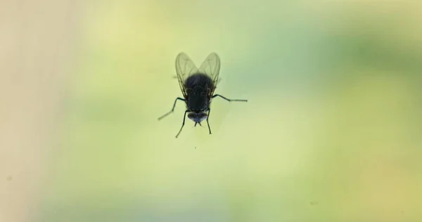 Vuelta Casa Sobre Fondo Transparente Cerca — Foto de Stock