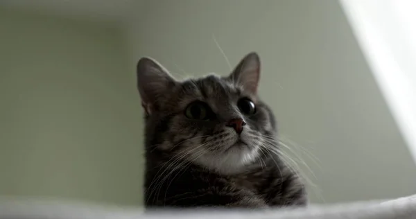 Närbild Video Grå Katt Inomhus Hemmet — Stockfoto