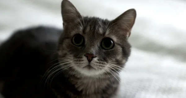 집안에 고양이의 동영상을 클로즈업 — 스톡 사진