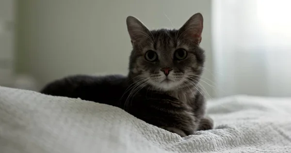 Evdeki Gri Kedi Videosunu Kapat — Stok fotoğraf