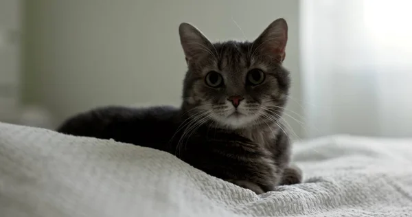 Gros Plan Vidéo Chat Gris Intérieur Maison — Photo