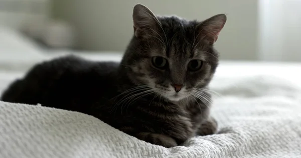 Κοντινό Βίντεο Γκρι Γάτα Εσωτερικούς Χώρους Στο Σπίτι — Φωτογραφία Αρχείου