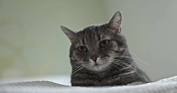 Primer Plano Vídeo Gato Gris Interior Casa — Foto de Stock