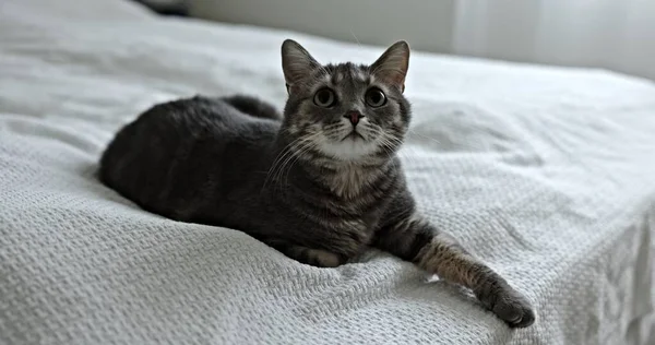 Close Video Grey Cat Indoors Home — стоковое фото