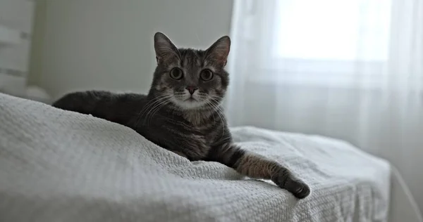 Gros Plan Vidéo Chat Gris Intérieur Maison — Photo