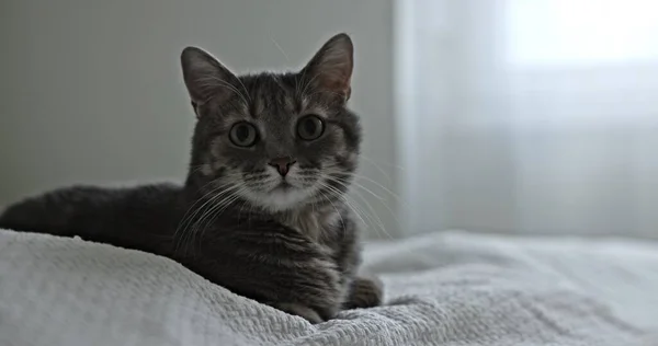 Close Video Grey Cat Indoors Home — стоковое фото