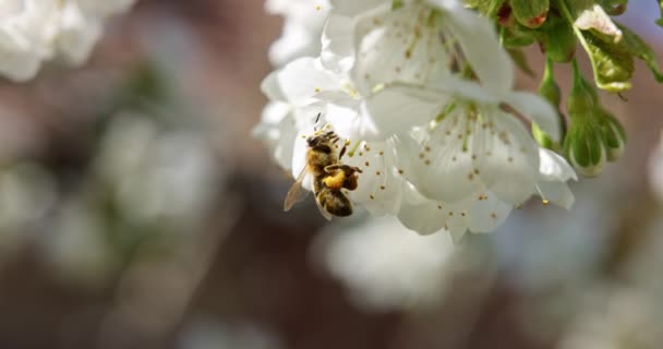 Mel Abelha Polinizando Flor Primavera — Vídeo de Stock