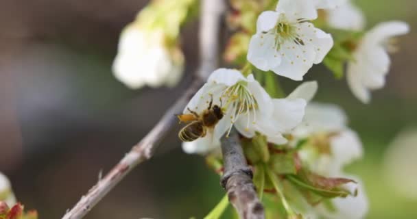 Méhecske Beporzó Virág Tavasszal — Stock videók