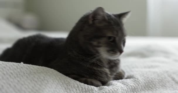 집안에 고양이의 영상을 클로즈업 — 비디오