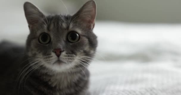 Closeup Video Grey Cat Indoors Home — Stock Video