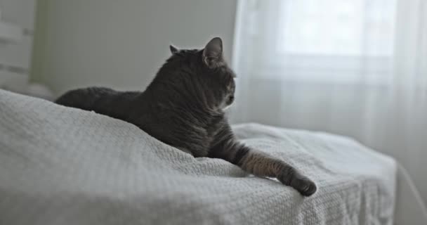 Closeup Video Grey Cat Indoors Home — Stock Video