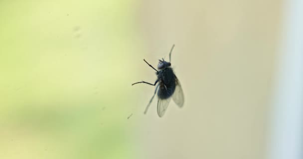 Videos Pour Mouche Domestique Mouche Domestique Clips Video Hd 4k Footage Depositphotos