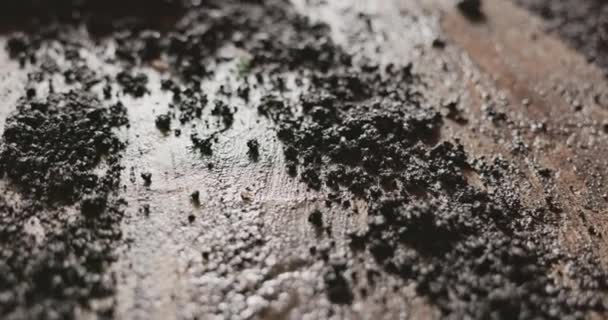 地面上湿透了的黑土 — 图库视频影像