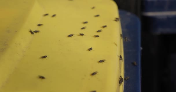 Many houseflies on sunny surface closeup — 비디오
