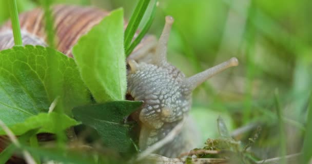 Caracol comiendo hojas en el suelo de cerca — Vídeo de stock