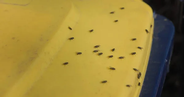 Many houseflies on sunny surface closeup — Fotografia de Stock