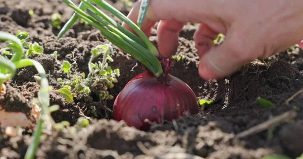 Man Planting fresh seedling into ground — Stock Photo, Image