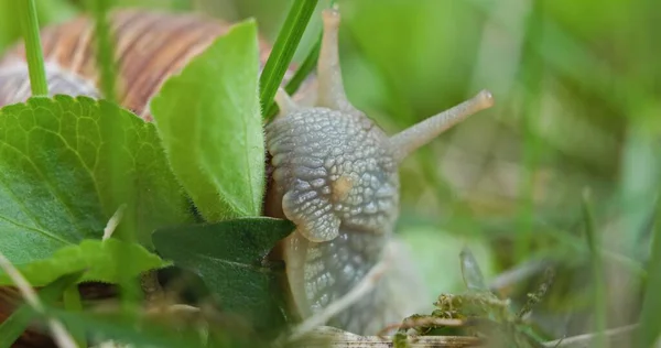 Escargot mangeant des feuilles sur le sol gros plan — Photo