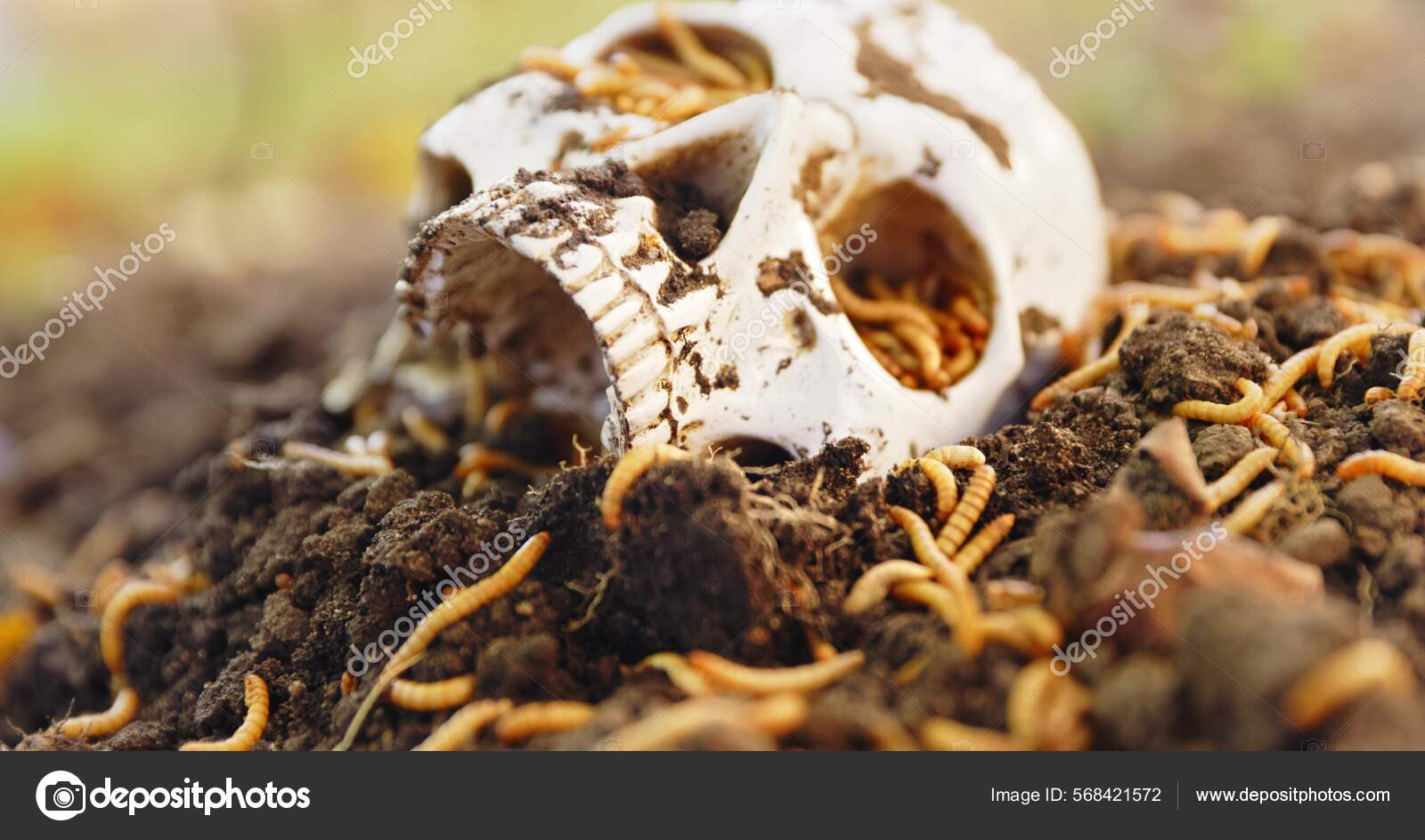 Larver Som Kryper Sammen Død Skalle – stockfoto © svedoliver #568421572, image size:1600x944
