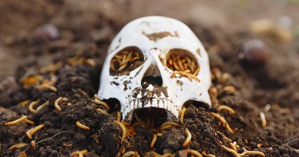 Les Asticots Rampent Dans Crâne Mort Gros Plans — Photo