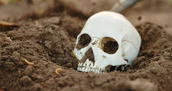 Burying Skull Remains Ground Closeup — Stok fotoğraf