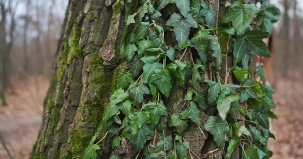 Mano Femenina Tocando Acariciando Corteza Del Árbol Con Cámara Siguiente —  Fotos de Stock