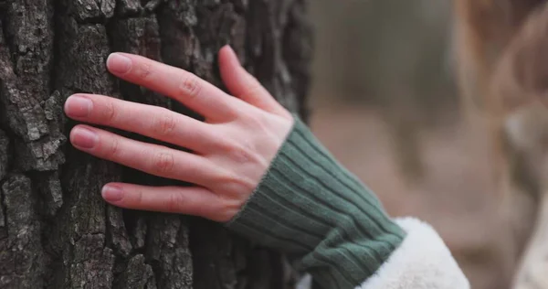 Žena Ruka Dotýkání Hlazení Kůra Stromu Fotoaparátem Sleduje Zpomaleném Filmu — Stock fotografie