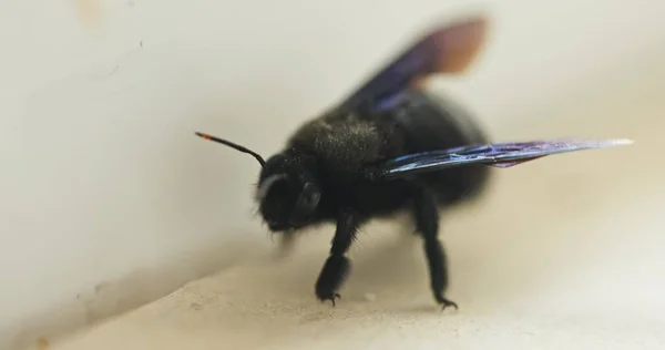 Grande Abelha Preta Perto Macro Tiro — Fotografia de Stock