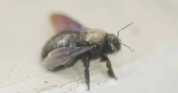 Grande Abelha Preta Perto Macro Tiro — Fotografia de Stock