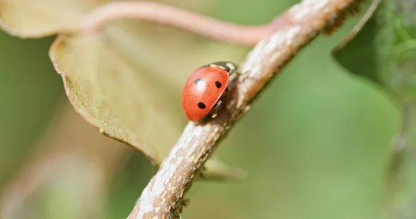 Seven Spotted Ladybug Grass Cloeup — Fotografia de Stock