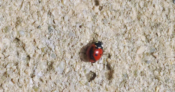 Seven Spotted Ladybug Grass Cloeup — Φωτογραφία Αρχείου