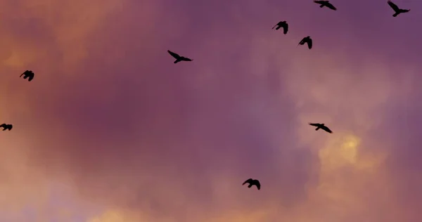 Hejno Ptáků Létání Proti Večerní Obloze Detailní — Stock fotografie