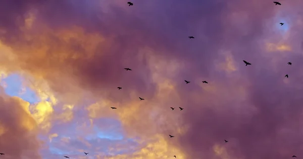 Flock Birds Flying Agains Evening Sky Closeup — Stock Photo, Image