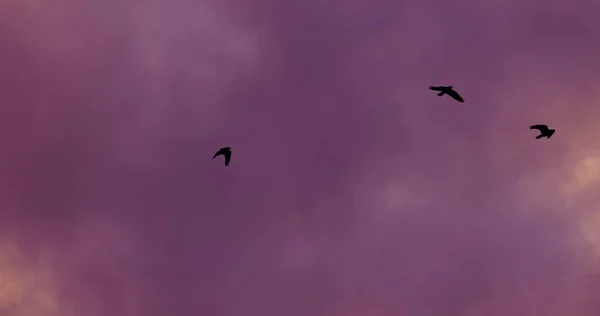 Flock Birds Flying Agains Evening Sky Closeup — Stock Photo, Image