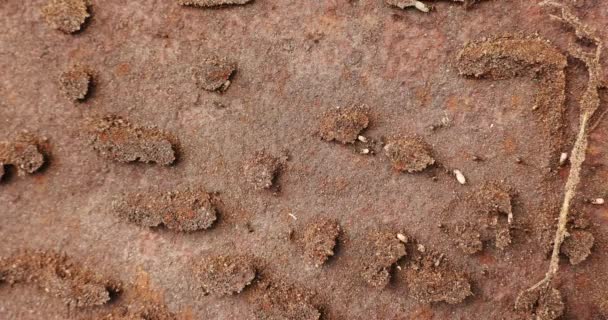 土で作られた迷路のアリが近づいてくる — ストック動画