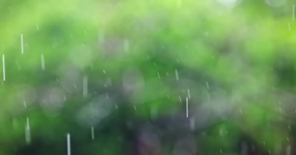 Heavy Downpour Greenery Close Footage — Stock Video