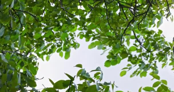 Rüzgarda Sallanan Bir Ağacın Yeşil Yaprakları — Stok video