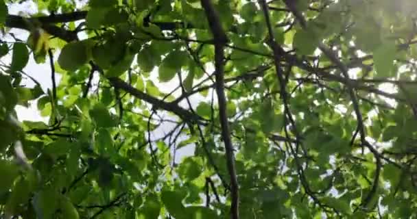 風に揺れる木の豊かな緑の葉が近づく — ストック動画