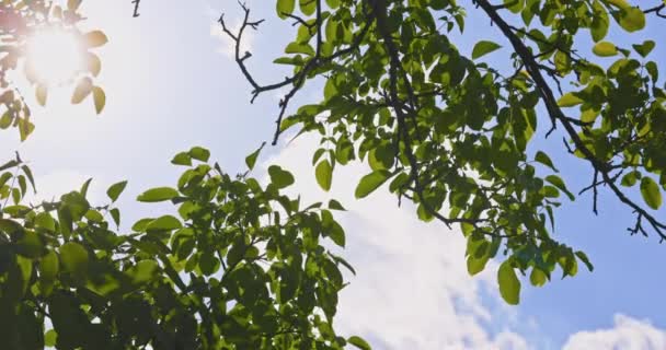 Богатые Зеленые Листья Дерева Машущие Ветром Крупным Планом — стоковое видео