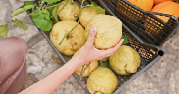 Woman Hand Showing Large Citrus Close — Stok Video