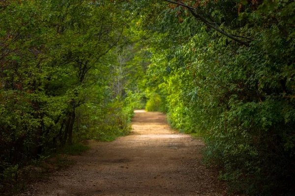 Frumos Frunziș Verde Unghi Cale Forestieră Împușcat — Fotografie, imagine de stoc