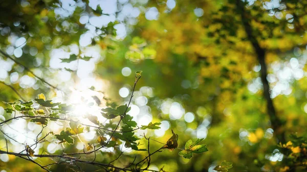 Herfst Achtergrond Met Bladeren Zon Closeup — Stockfoto
