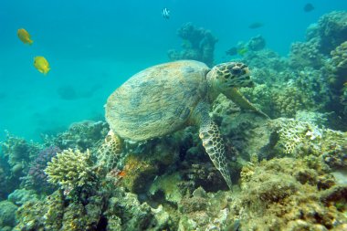 deniz kaplumbağası yeme