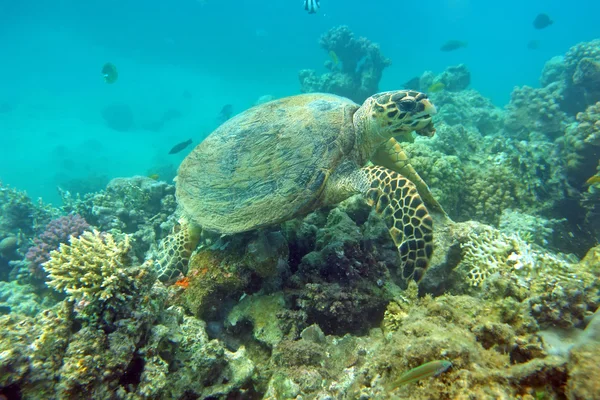 Eating sea turtle — Stock Photo, Image