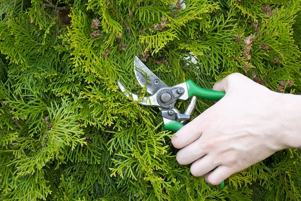 bush makas elleri kesilir